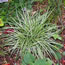 Carex Silver Scepter